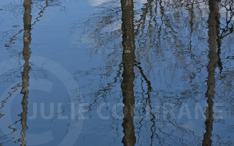 Tree Reflections — Julie Cochrane