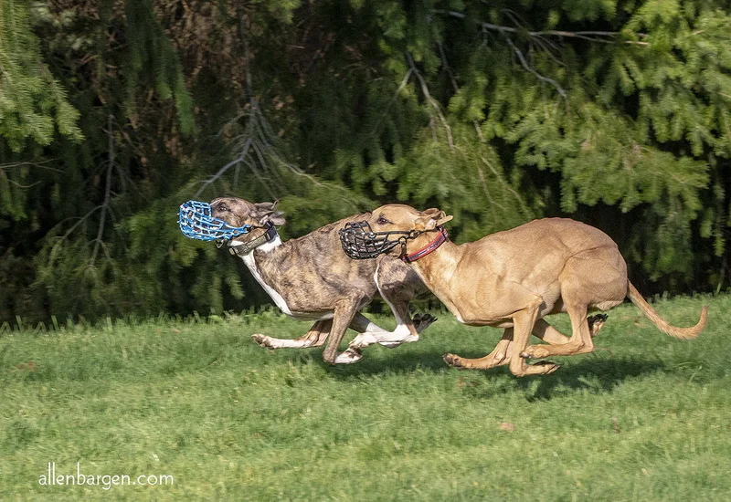 Synchronized Whippets — Allen Bargen