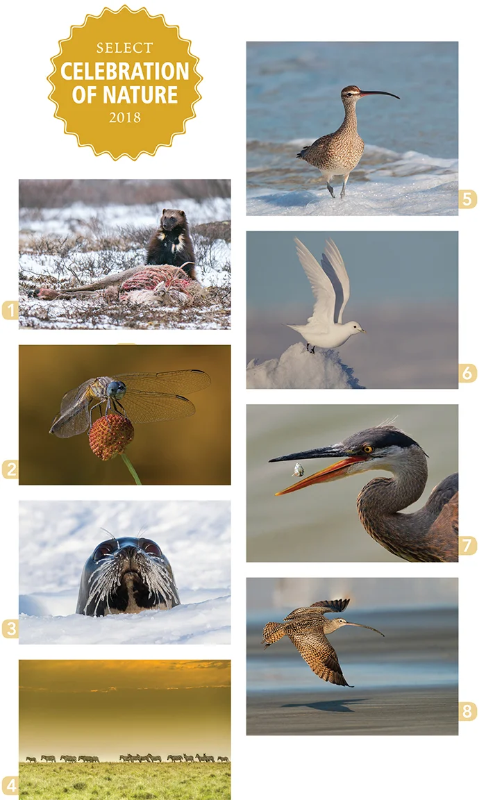 CelebrationOfNature-images-smaller.jpg