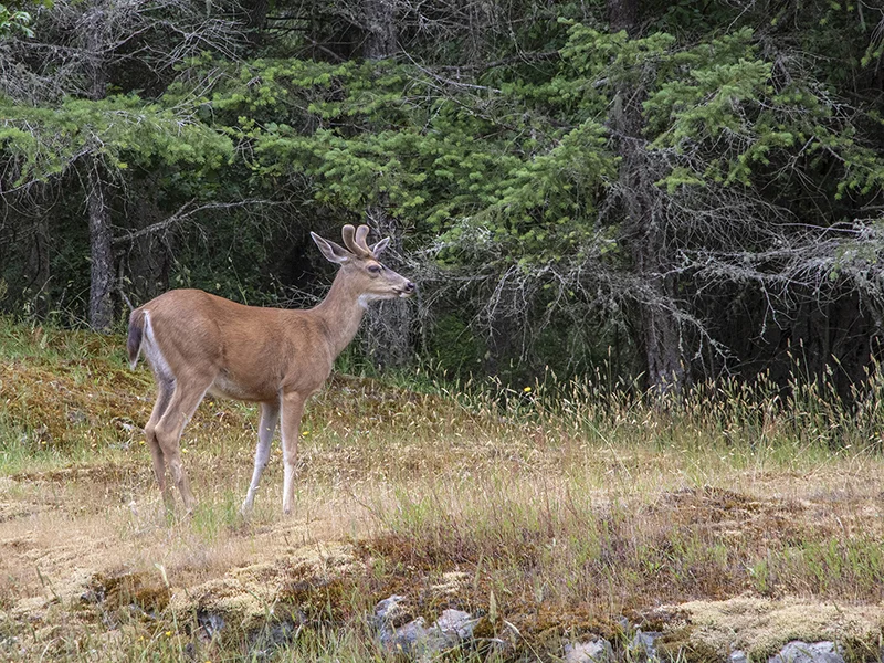 Saltspring Native — Tony Keen