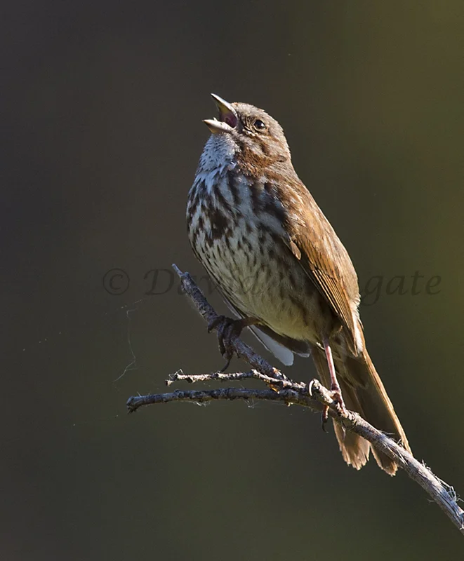 Morning Song — David Wingate