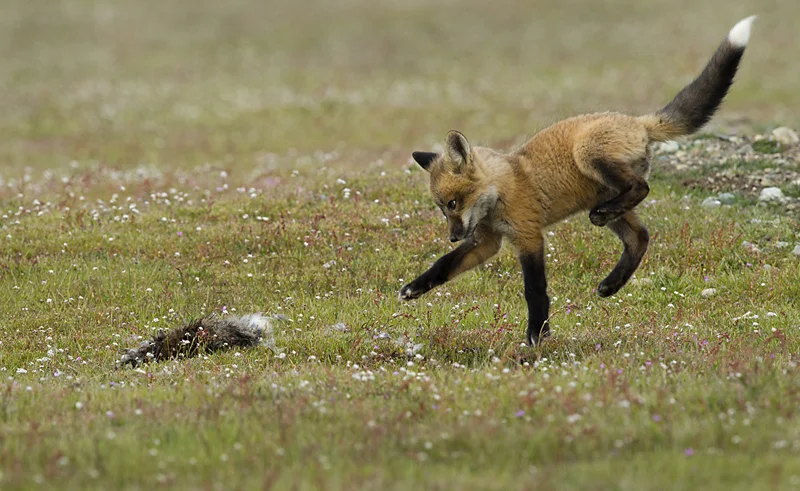 Fox Kit Playing wih Rabbit Carcass — David Wingate