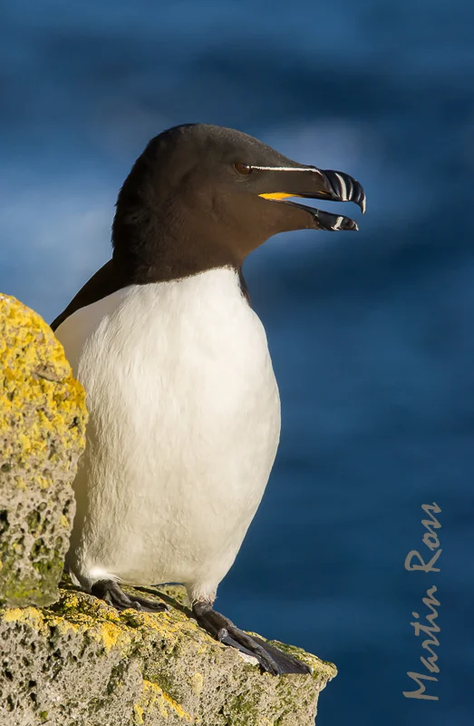 Razorbill Auk — Martin Ross