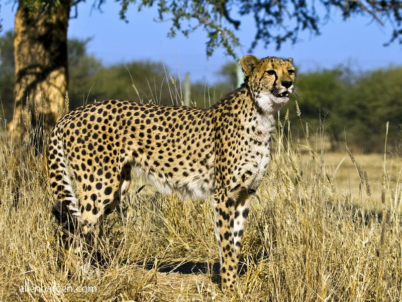 Namibia Wild Cheetah — Allen Bargen