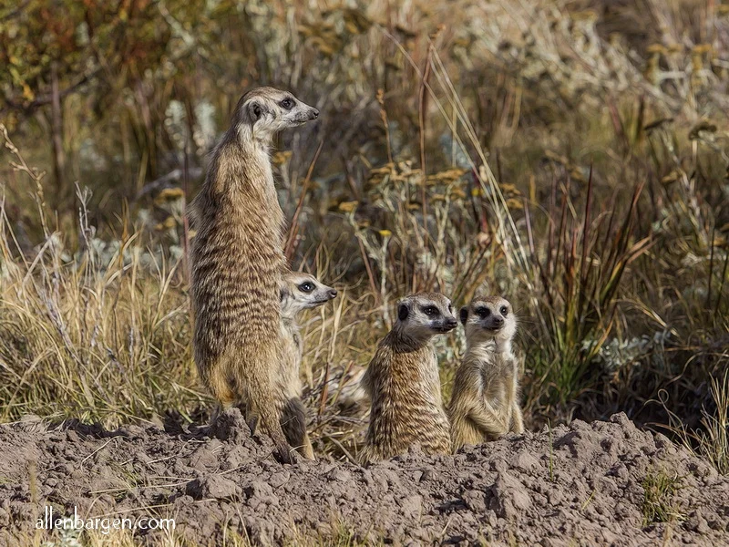 Meercat Matriarch & Pups — Allen Bargen