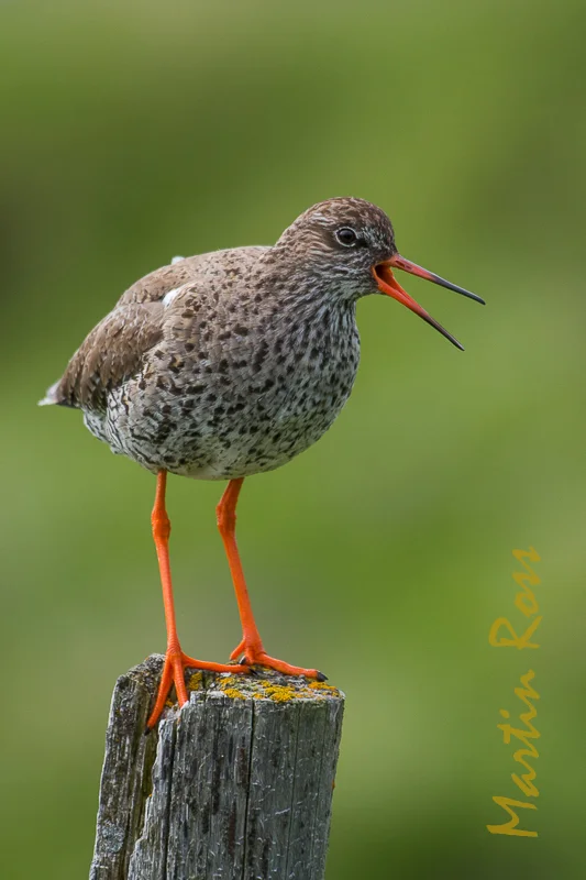 Redshank — Martin Ross