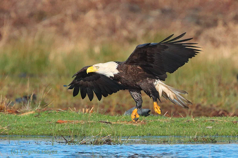 Eagle Landing — Virginia Hayes