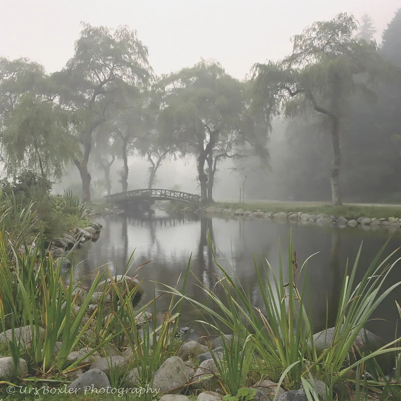 Misty Morning — Urs Boxler