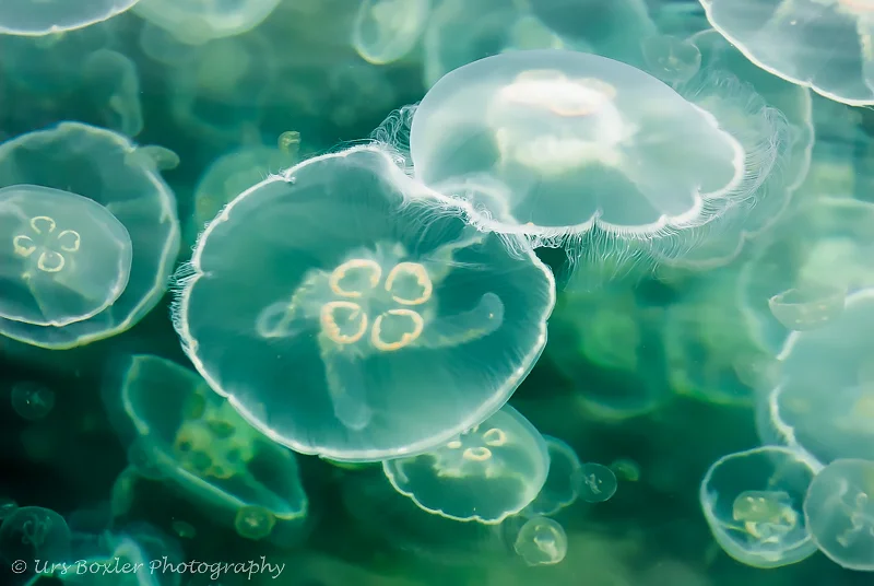 Moon Jellyfish Spawning Aggregation — Urs Boxler