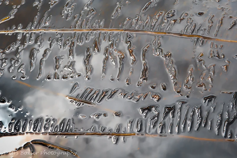 Floating Kelp Fronds — Urs Boxler