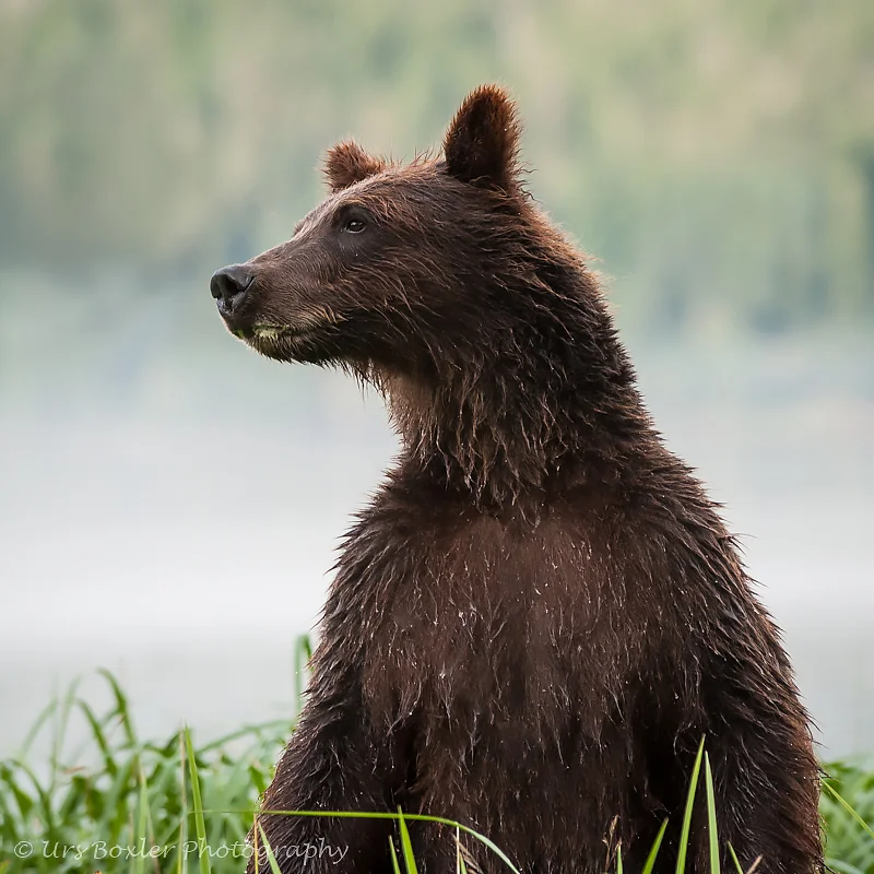 Curious Sub Adult Grizzly — Urs Boxler