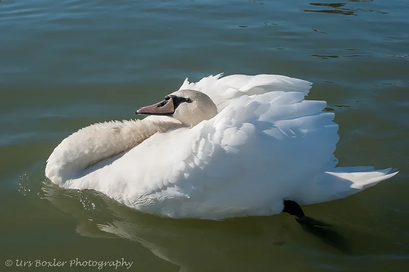 Just Cruising Along — Urs Boxler