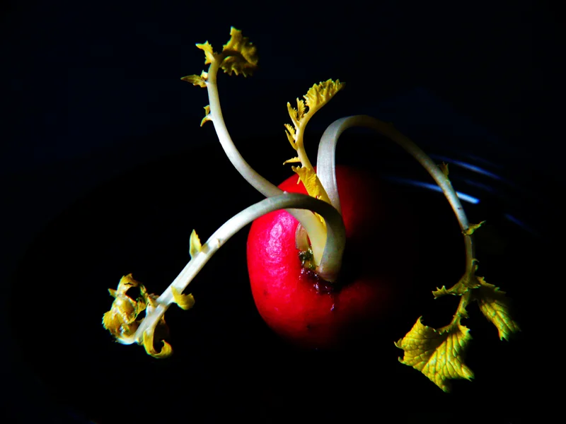 Radish Sprout — Jane Hansell