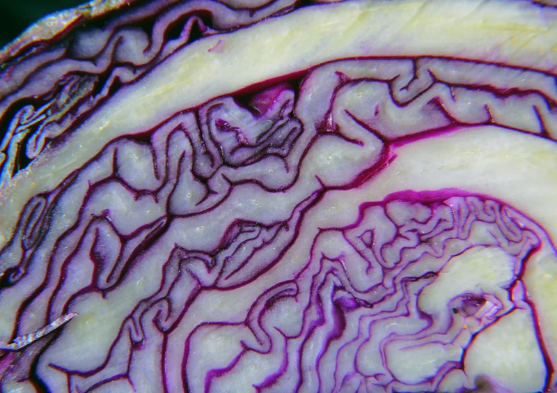 Red Cabbage Marble — Jane Hansell