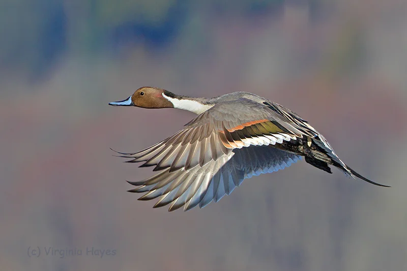 Pintail Ascent — Virginia Hayes