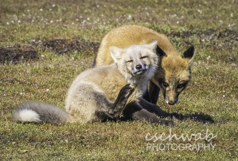 I'm Watching You — Claudia Schwab
