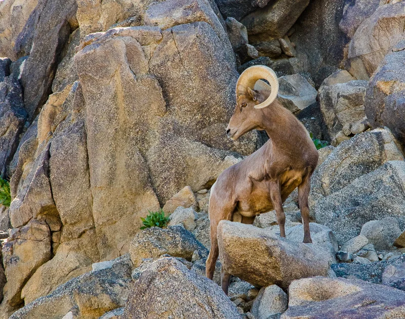 Mountain Sheep — Judith Kennedy