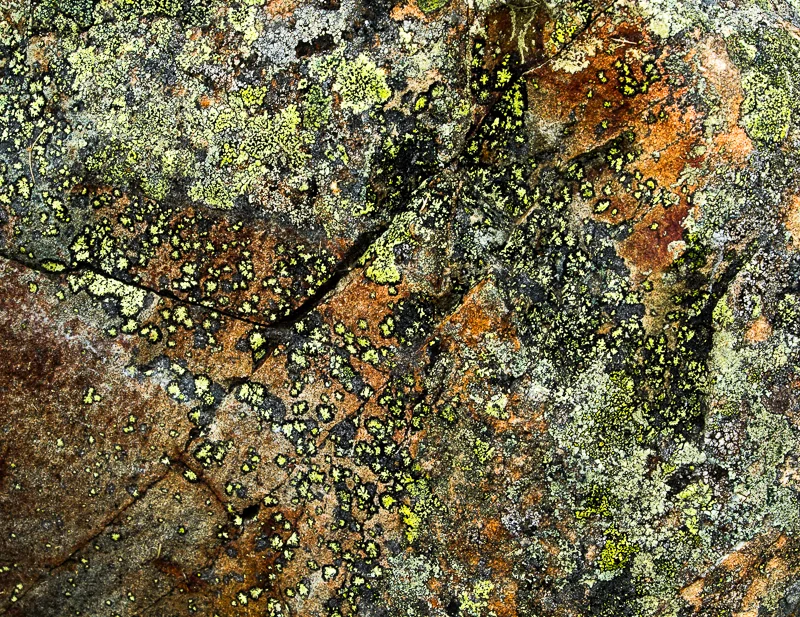 Lichen — Judith Kennedy