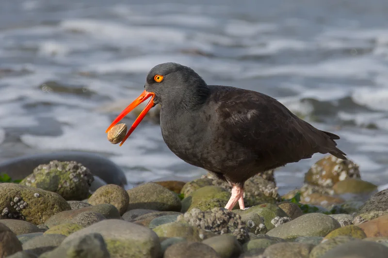 Oyster Catcher Catch — Colin Klassen