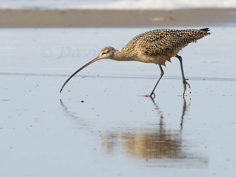 Curlew Foraging — David Wingate