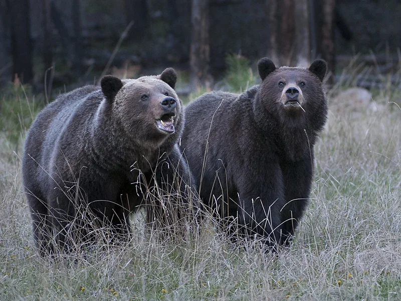 Mother and Third Summer Cub — David Wingate