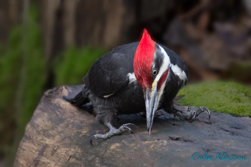 Pileated Woodpecker — There's a grub in here somewhere — Colin Klassen
