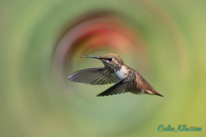 Hummingbird Vortex — Colin Klassen