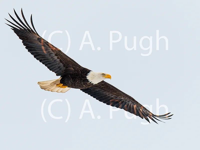 Soaring Flight — Andrew Pugh