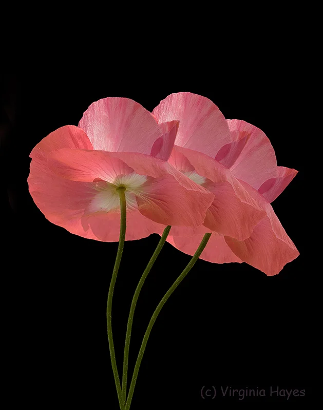 Trio of Poppies — Virginia Hayes