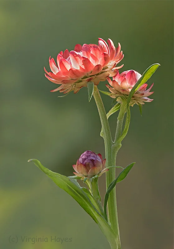 Straw Flowers — Virginia Hayes