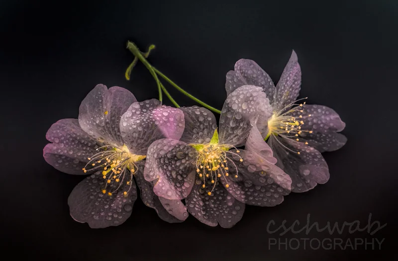Delicate — Claudia Schwab