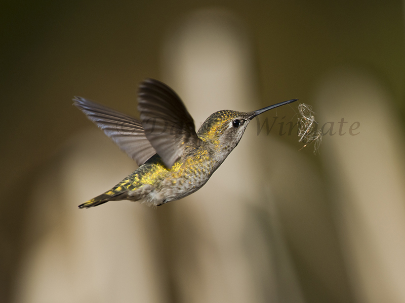 Annas Humming Bird With Nesting Material — David Wingate