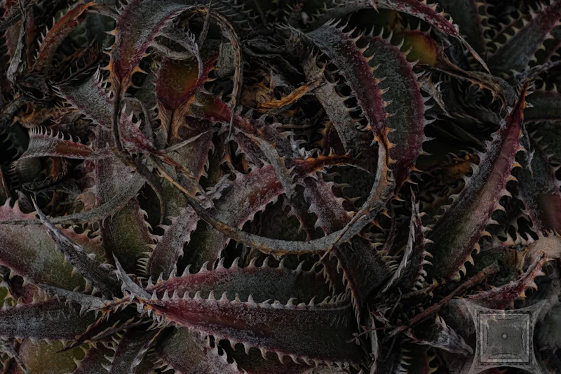 Sawtooth Cactus — Paul Bild