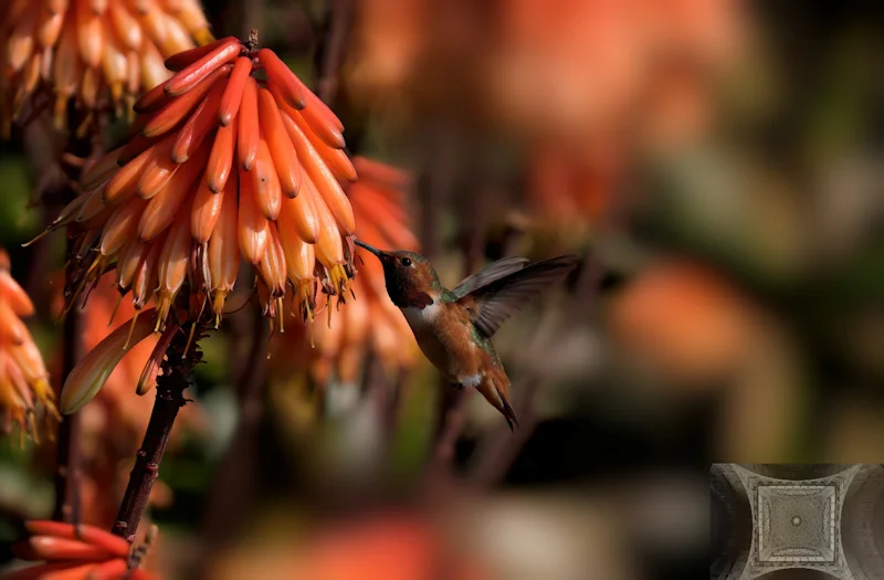 My Nectar Drink — Paul Bild
