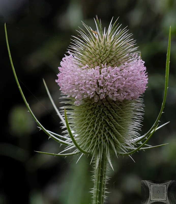 Thistle — Paul Bild