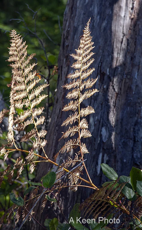 Ferns in the Sun — Tony Keen