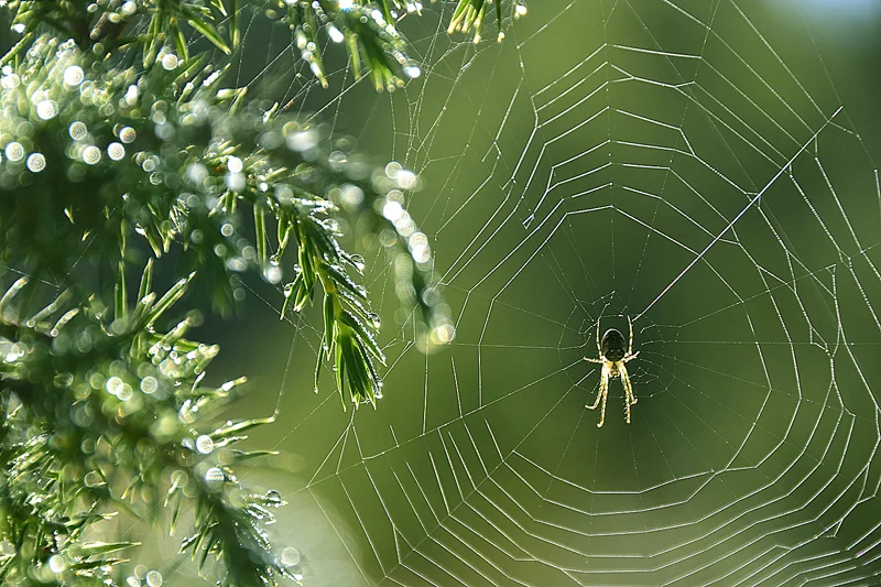 Spider's Net — Miroslaw Kuras