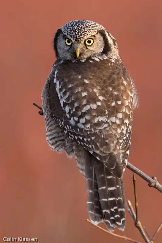 Northern Hawk Owl — Colin Klassen