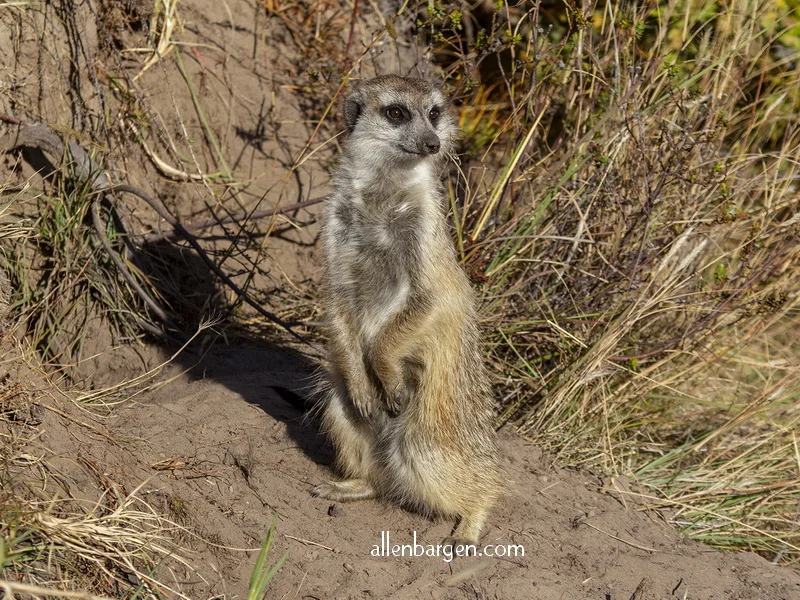 Meercat Matriarch — Allen Bargen
