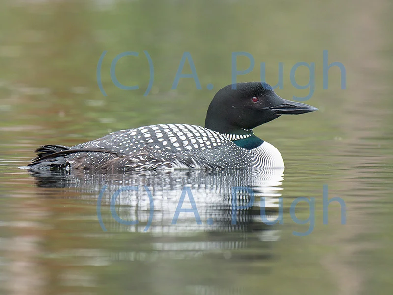 Common Loon — Andrew Pugh