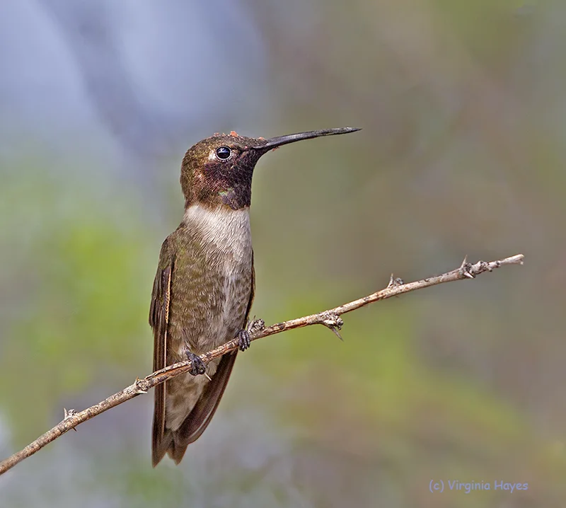 The Pollinator — Virginia Hayes