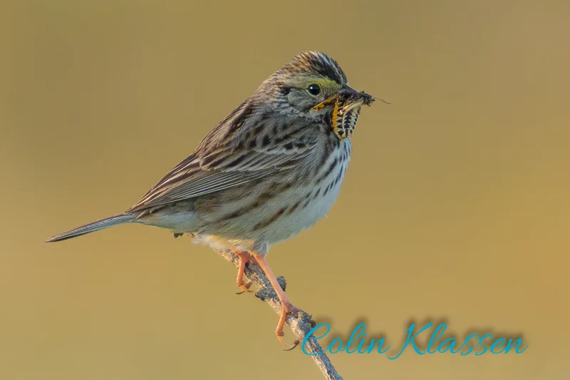 Savannah Sparrow with Dinner for the Kids — Colin Klassen