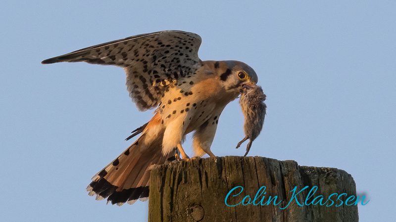 Kestrel with Dinner — Colin Klassen
