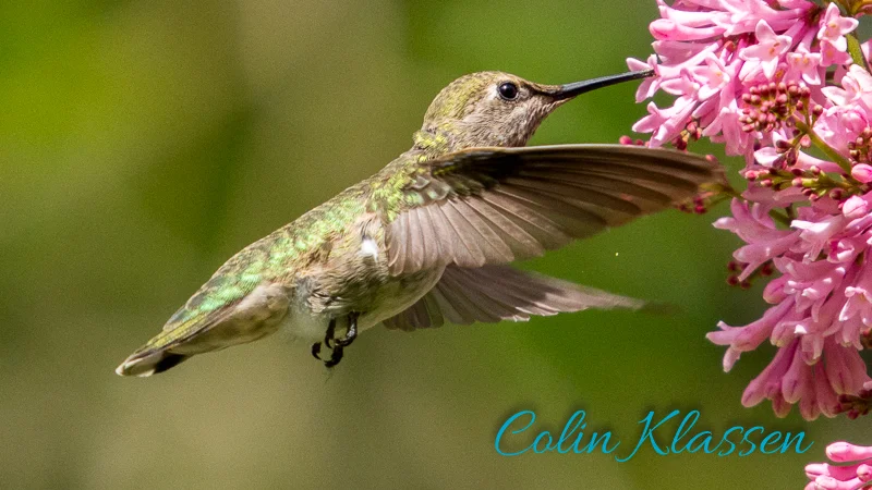 Spring Colours — Colin Klassen