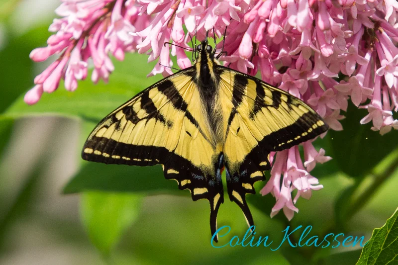 Spring Colours — Colin Klassen