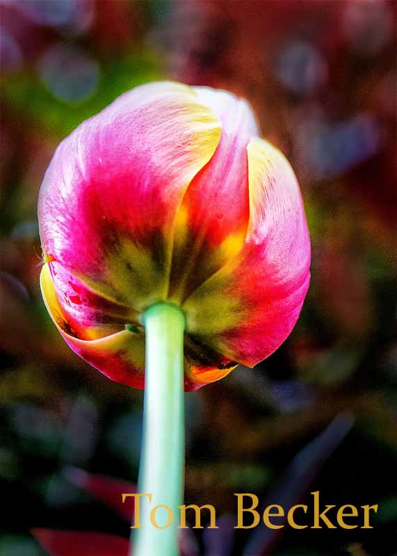 Colours of Spring — Tom Becker