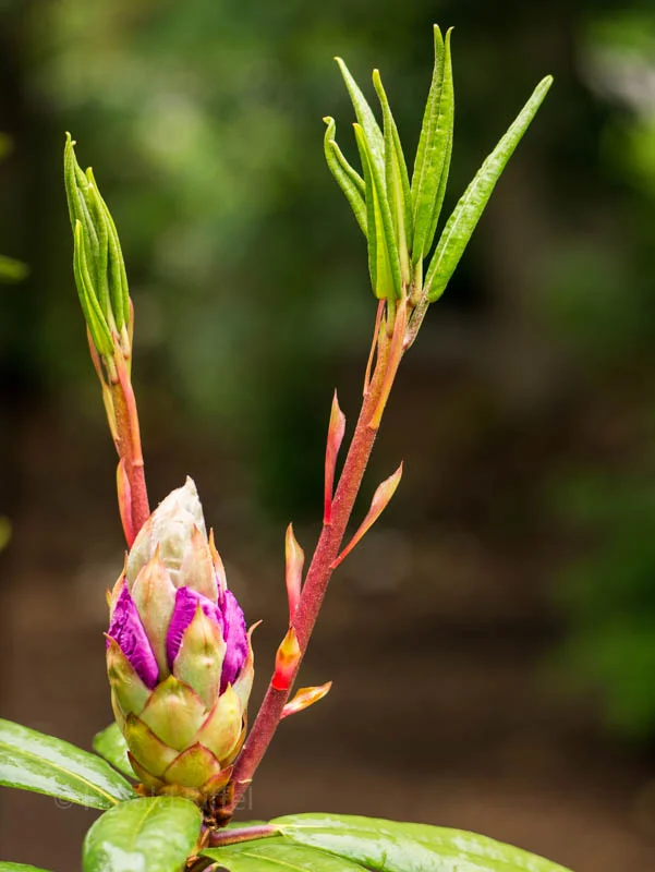 New Growth 1 — Harald Riffel