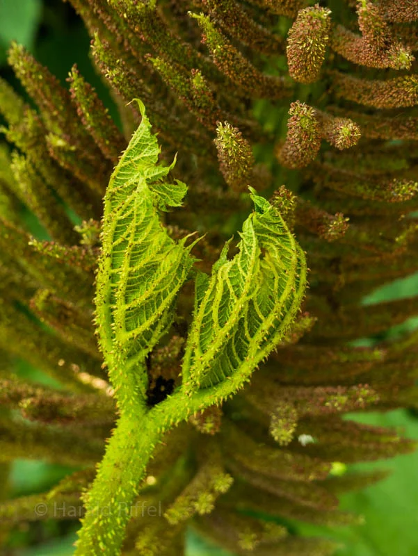 New Growth 2 — Harald Riffel