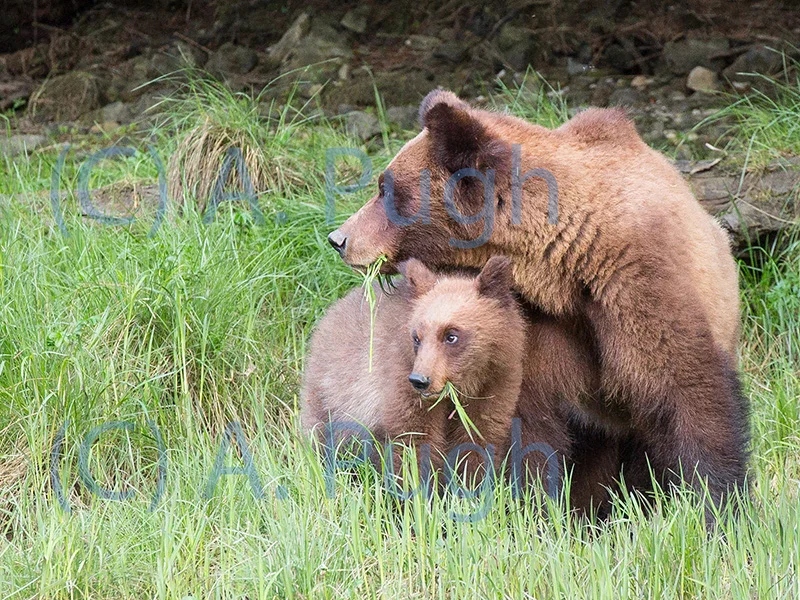 Mother and Cub — Andrew Pugh