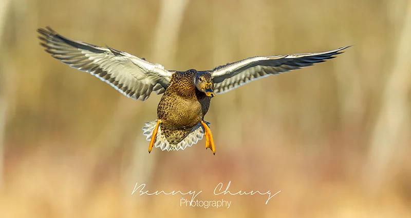 Prepare For Landing — Benny Chung